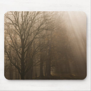 USA Great Smoky Mountain NP Tennessee trees in Mouse Pad