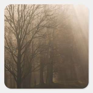 USA Great Smoky Mountain NP Tennessee trees in Square Sticker