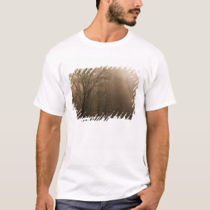 USA Great Smoky Mountain NP Tennessee trees in T-Shirt
