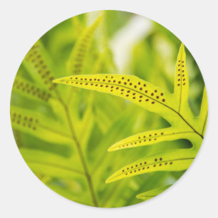 USA, Hawaii, Big Island. Tropical Green Fern Classic Round Sticker