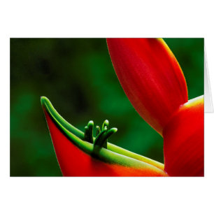 USA, Hawaii, Hilo. Heliconia