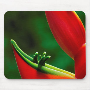 USA, Hawaii, Hilo. Heliconia Mouse Pad