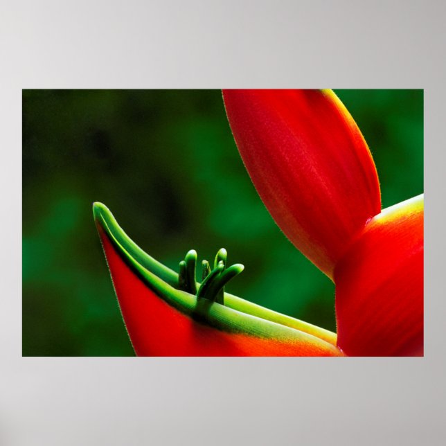 USA, Hawaii, Hilo. Heliconia Poster (Front)
