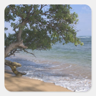 USA, Hawaii, Kauai, beach scenic. RF) Square Sticker