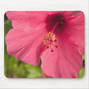 USA, Hawaii, Kauai, Hibiscus Mouse Pad