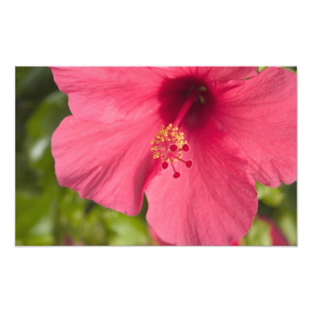 USA, Hawaii, Kauai, Hibiscus Photo Print (Front)