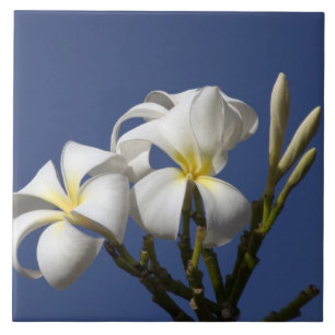 USA, Hawaii, Kauai, white plumeria. Ceramic Tile