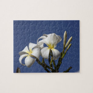 USA, Hawaii, Kauai, white plumeria. Jigsaw Puzzle
