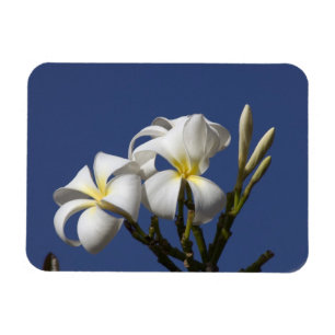USA, Hawaii, Kauai, white plumeria. Magnet