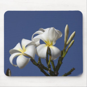 USA, Hawaii, Kauai, white plumeria. Mouse Pad