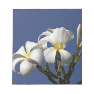 USA, Hawaii, Kauai, white plumeria. Notepad
