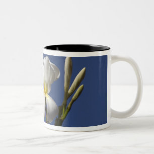 USA, Hawaii, Kauai, white plumeria. Two-Tone Coffee Mug