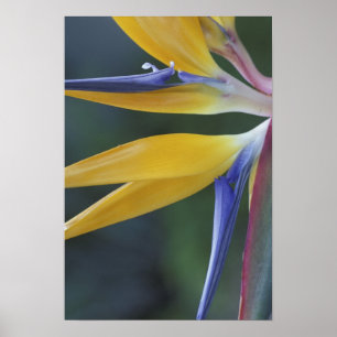 USA, Hawaii, Maui, Hana, Bird of Paradise Poster