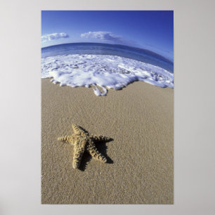 USA, Hawaii, Maui, Makena Beach, Starfish and Poster