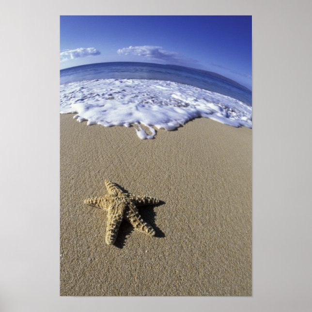 USA, Hawaii, Maui, Makena Beach, Starfish and Poster (Front)