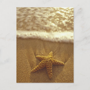USA, Hawaii, Maui, Maui, Kihei, Starfish and Postcard
