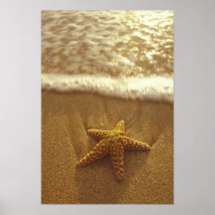 USA, Hawaii, Maui, Maui, Kihei, Starfish and Poster