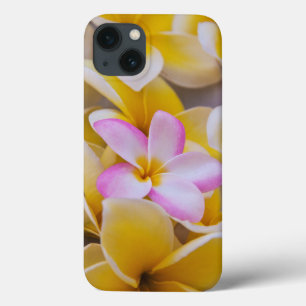 USA, Hawaii, Oahu, Plumeria flowers in bloom 1 iPhone 13 Case