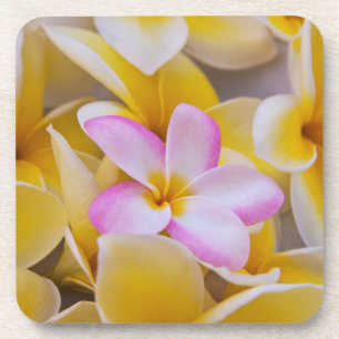 USA, Hawaii, Oahu, Plumeria flowers in bloom 1 Coaster