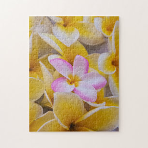USA, Hawaii, Oahu, Plumeria flowers in bloom 1 Jigsaw Puzzle