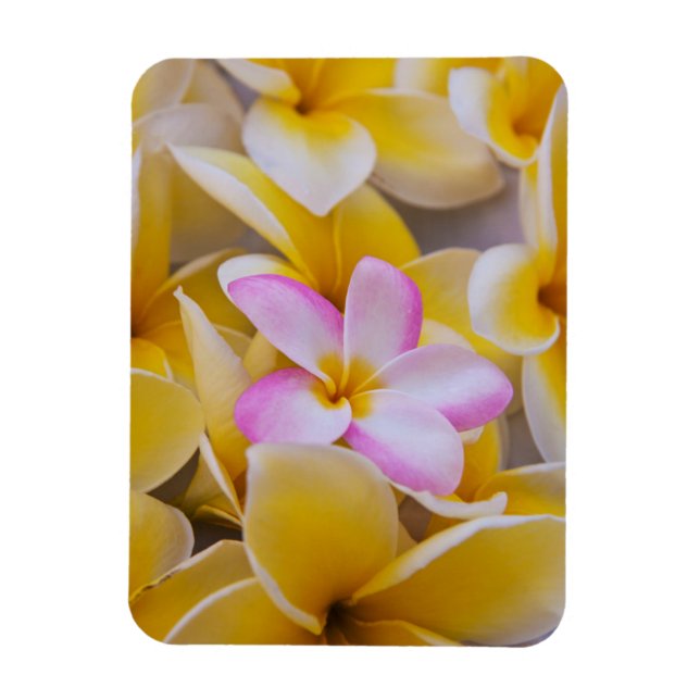 USA, Hawaii, Oahu, Plumeria flowers in bloom 1 Magnet (Vertical)