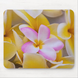 USA, Hawaii, Oahu, Plumeria flowers in bloom 1 Mouse Pad