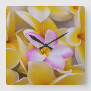 USA, Hawaii, Oahu, Plumeria flowers in bloom 1 Square Wall Clock