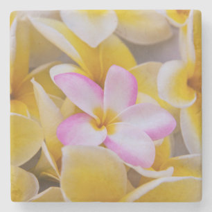 USA, Hawaii, Oahu, Plumeria flowers in bloom 1 Stone Coaster