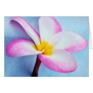 USA, Hawaii, Oahu, Plumeria flowers in bloom 2