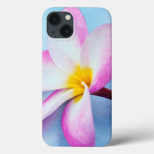 USA, Hawaii, Oahu, Plumeria flowers in bloom 2 iPhone 13 Case