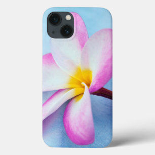 USA, Hawaii, Oahu, Plumeria flowers in bloom 2 iPhone 13 Case