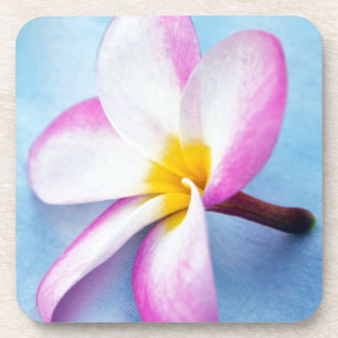 USA, Hawaii, Oahu, Plumeria flowers in bloom 2 Coaster
