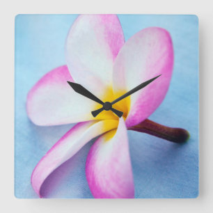 USA, Hawaii, Oahu, Plumeria flowers in bloom 2 Square Wall Clock