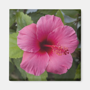 USA, Hawaii, Oahu. The Hibiscus is the 2 Magnet