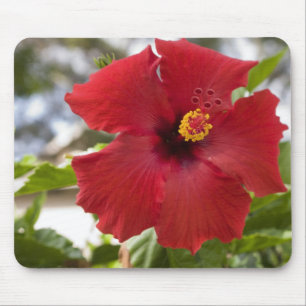 USA, Hawaii, Oahu. The Hibiscus is the Mouse Pad