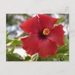 USA, Hawaii, Oahu. The Hibiscus is the Postcard