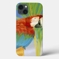 USA, Hawaii. Parrot