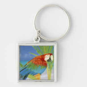 USA, Hawaii. Parrot Key Ring