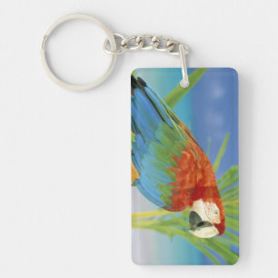 USA, Hawaii. Parrot Key Ring