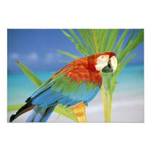 USA, Hawaii. Parrot Photo Print
