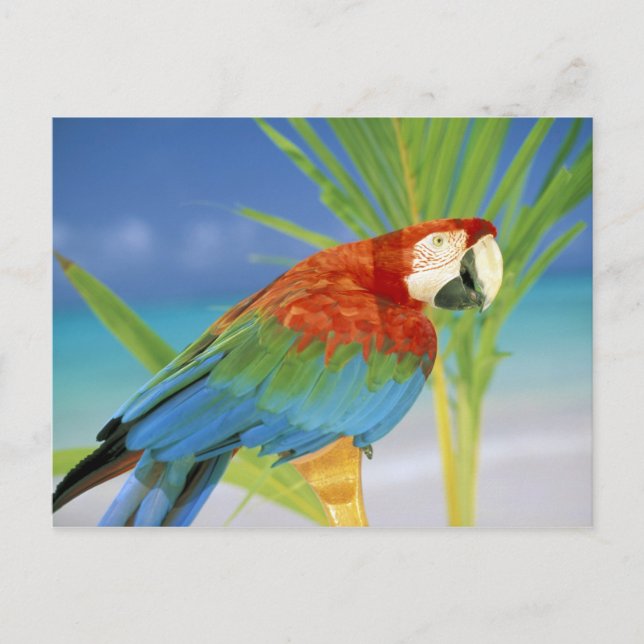 USA, Hawaii. Parrot Postcard (Front)