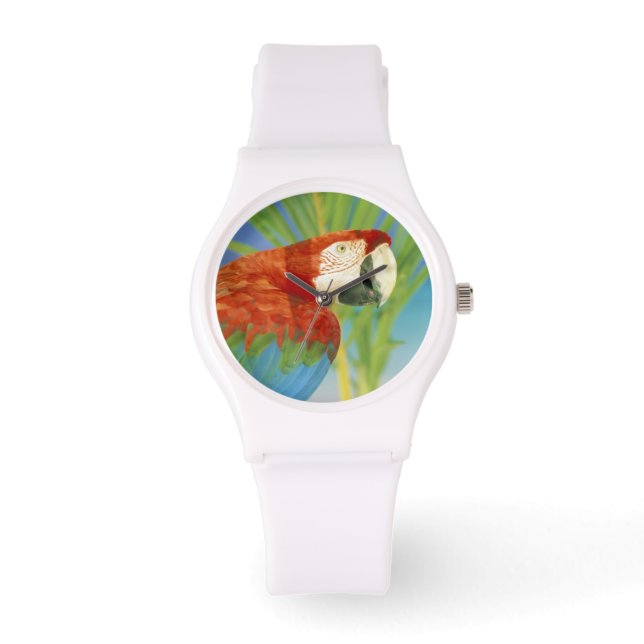 USA, Hawaii. Parrot Watch (Front)