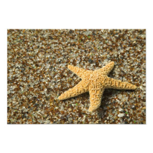 USA, HI, Kauai, Glass Beach with Star fish Photo Print