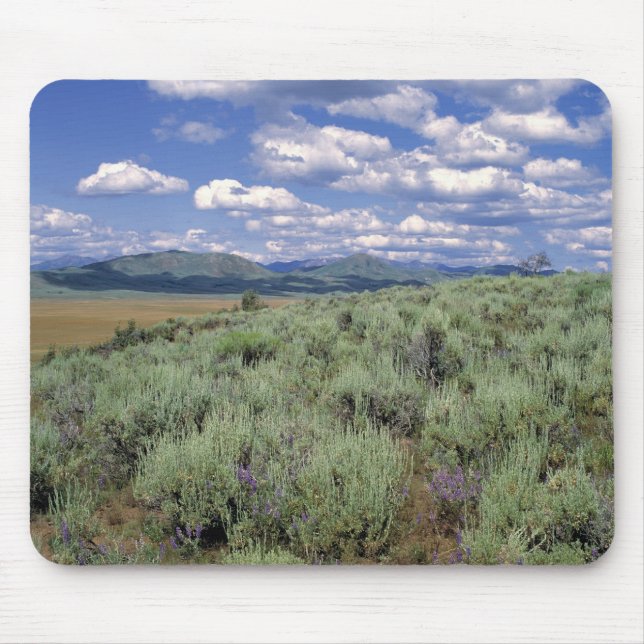 USA, Idaho, Camas Co. Sagebrush and lupine Mouse Pad (Front)