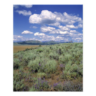 USA, Idaho, Camas Co. Sagebrush and lupine Photo Print