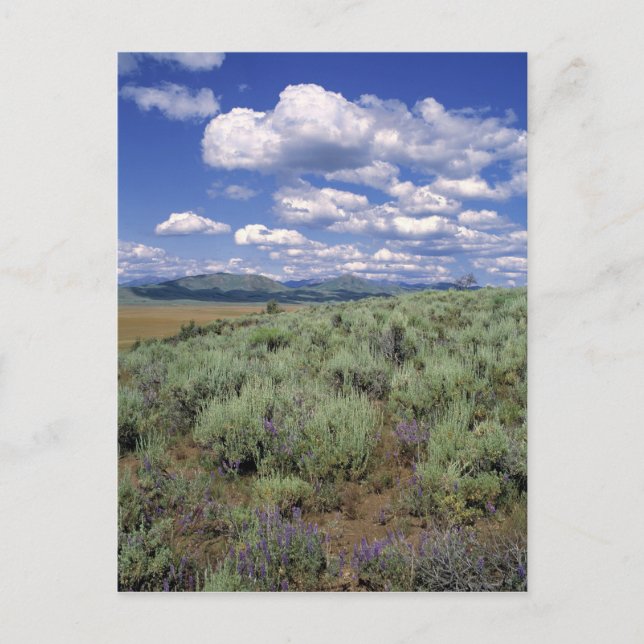 USA, Idaho, Camas Co. Sagebrush and lupine Postcard (Front)