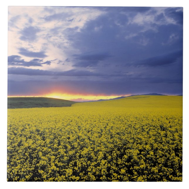 USA, Idaho, Swan Valley. A fiery sunset erupts Ceramic Tile (Front)