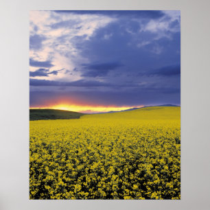 USA, Idaho, Swan Valley. A fiery sunset erupts Poster