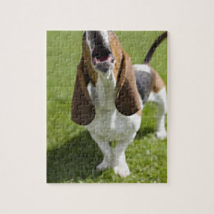 USA, Illinois, Washington, Portrait of Bassett Jigsaw Puzzle