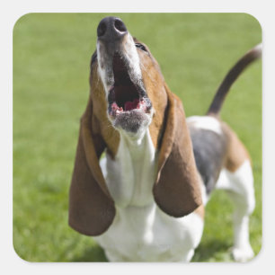 USA, Illinois, Washington, Portrait of Bassett Square Sticker
